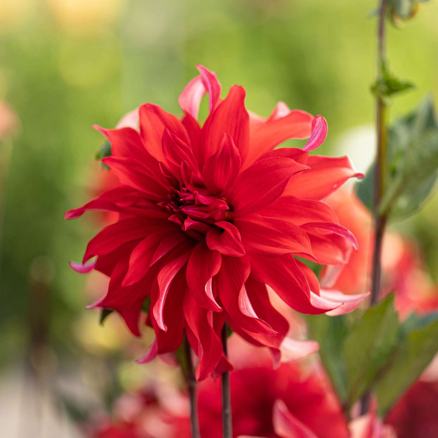 Dahlia 'Red Labyrinth'
